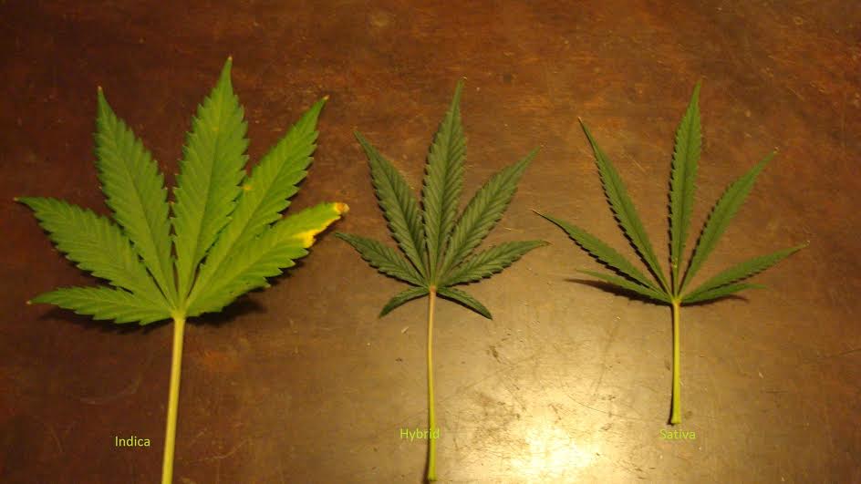 the-difference-between-these-three-types-of-marijuana-attn